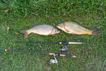 wo Freshly Caught Common Carp with Fishing Rods on Green Grass Top View © Olha Semeniv