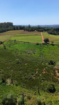 Aerial view of agricultural fields and pasture in a sunny day