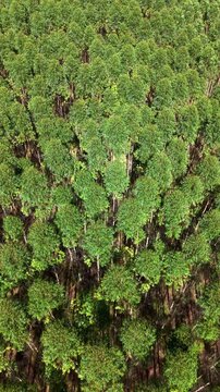 Aerial Drone View of Vibrant Green Eucalyptus Forest Canopy