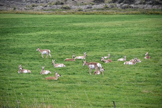 Pronghorns Resting and Grazing