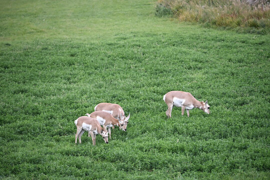 Pronghorns Grazing