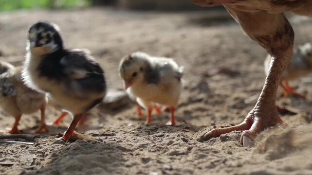 little chicken on the beach