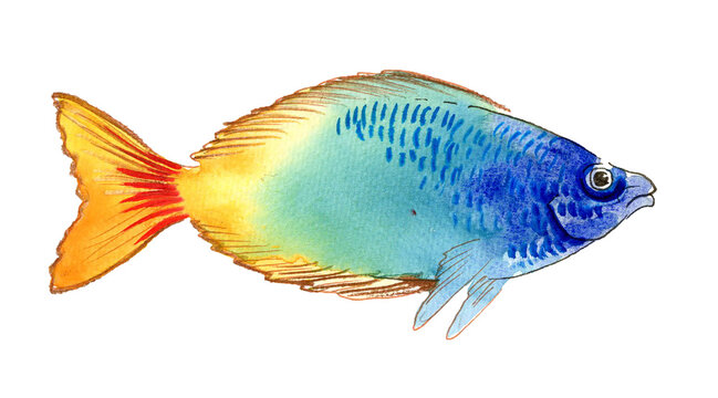 Hand-Drawn Watercolor Rainbowfish / Tropical Freshwater Fish Illustration on White Background