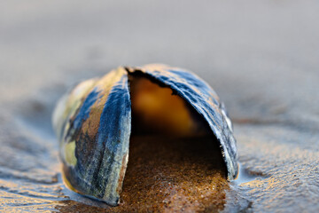 Open Mussel Shell Resting on Wet Sand at Crystal Cove Beach © Savion