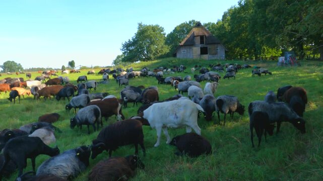 Sheep, Heidschnucken, and goats grazing in front of sheepfold, Wilsede, L&uuml;neburg Heath, Lower Saxony, Germany