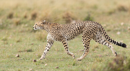 Cheetah © Mark Paul