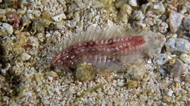 Bemis fireworm (Chloeia bemisae) during night dive, Bohol, Philippines