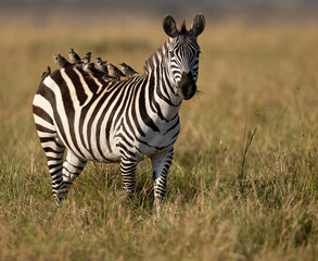 Zebra © Mark Paul