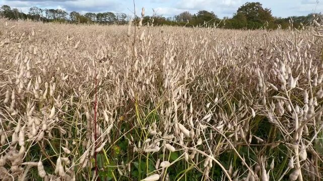 Ripe Oil radish (Raphanus sativus var. oleiformis) a catch crop that collects residual nitrogen, supplies nitrogen, competes with weeds, increases humus content, improves soil structure, controls pes