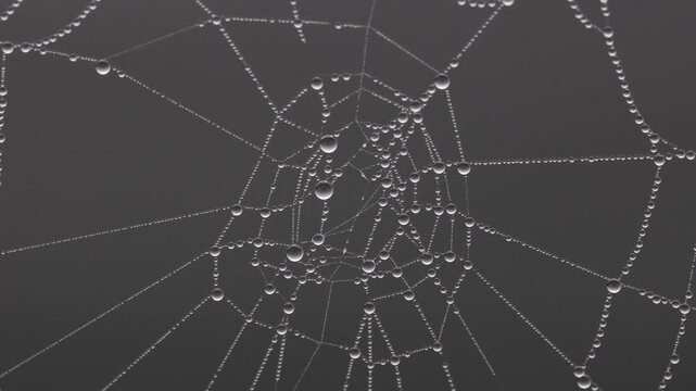 Spider's web with dewdrops, Austria