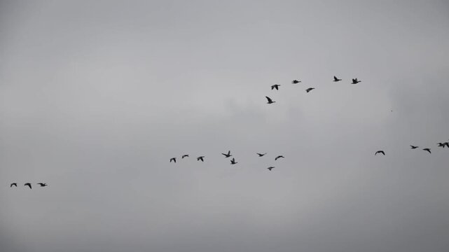 Flock of Barnacle Geese in Flight, near Allw&ouml;rden, Lower Saxony, Germany
