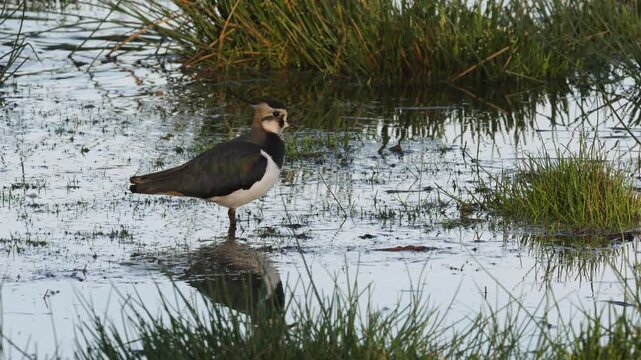 Northern Lapwing, Vanellus vanellus, bird on marshes