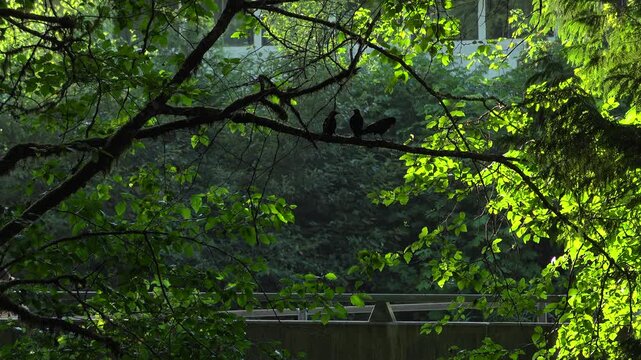 Four crows perched on a mossy tree branch near Squamish, British Columbia. Three birds jump off the wood while one stays behind as people walk in the background during a summer day.