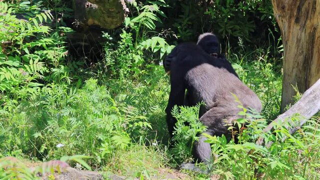 Western gorilla (Gorilla gorilla), young gorillas, wrestling, scuffle, Central African Republic