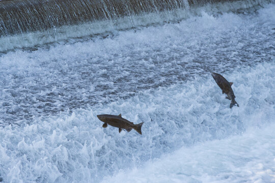 Two chinook salmon (Oncorhynchus tshawytscha) leap at the weir on Battle Creek at Coleman National Fish Hatchery near Anderson, California.