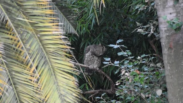 Adult free-ranging Virginia eagle owl (Bubo virginianus) in the Bosques de Palermo park in the city of Buenos Aires, Argentina