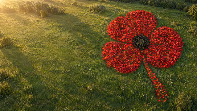 Aerial drone view of giant red poppy flower shape made of real flowers in green field