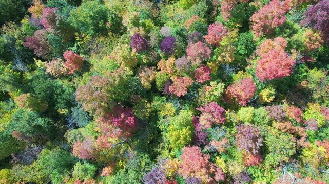 Aerial straight-down view over red, pink and green fall forest canopy, Adirondacks