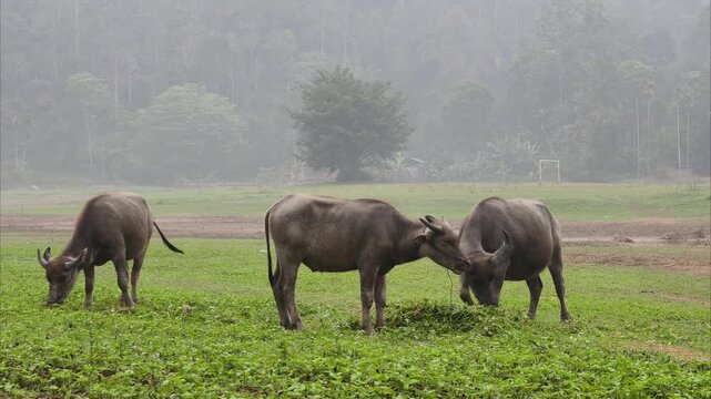 A group of domestic buffaloes graze in a meadow alongside several egrets, part 2