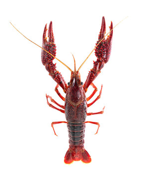 Red swamp crayfish side view with big claws isolated on transparent background