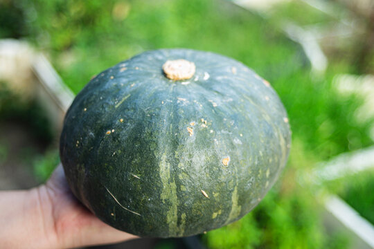 Close up of human hand holding a fresh whole green kabocha pumpkin.
A high-quality close-up photograph showcasing a single, large organic kabocha pumpkin also known as Japanese pumpkin 