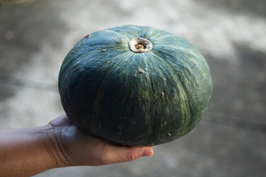 Close up of human hand holding a fresh whole green kabocha pumpkin.
A high-quality close-up photograph showcasing a single, large organic kabocha pumpkin also known as Japanese pumpkin 