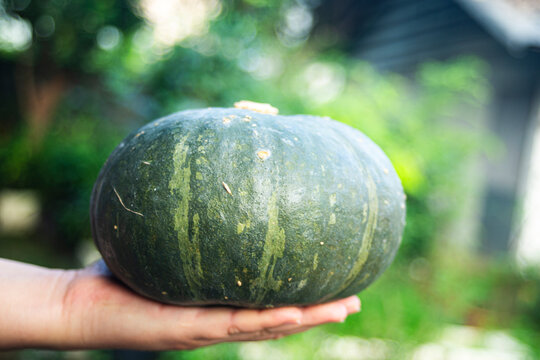 Close up of human hand holding a fresh whole green kabocha pumpkin.
A high-quality close-up photograph showcasing a single, large organic kabocha pumpkin also known as Japanese pumpkin 