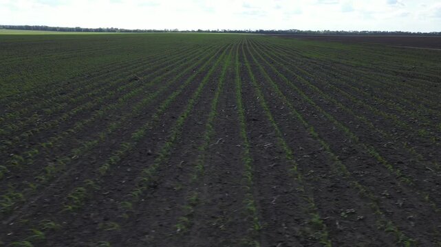 Aerial view of young corn field with rows of crops in dark soil under a cloudy sky in Khorol, Poltava Oblast, Ukraine.