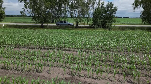 Aerial view of a young green corn field with a car parked by the roadside near trees under a cloudy sky in Khorol, Poltava Oblast, Ukraine.