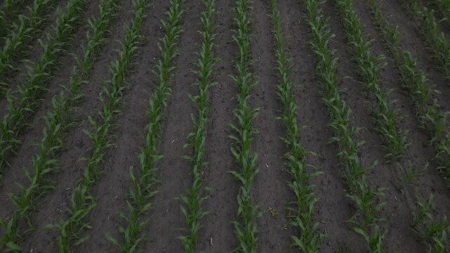 Aerial view of young corn field with rows of green plants in dark soil under a cloudy sky in Khorol, Poltava Oblast, Ukraine.