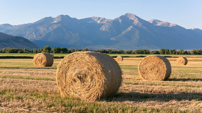 Hay bales scattered across a golden field beneath mountains
