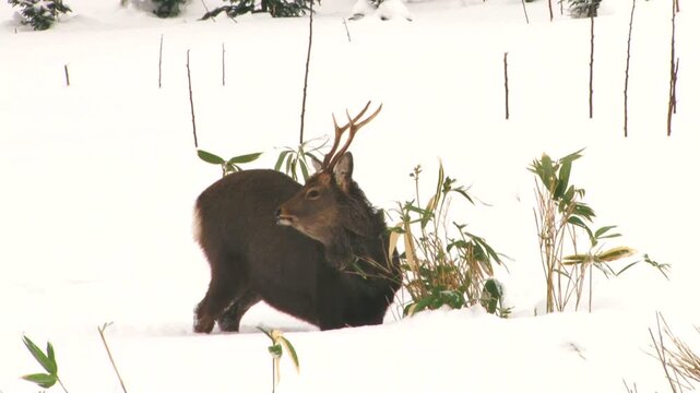 エゾシカと雪原