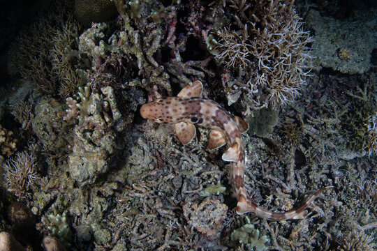A Halmahera walking shark, Hemiscyllium halmahera, is found hunting on a shallow coral reef at night near Halmahera Island, Indonesia. This bottom-dwelling epaulette shark is an endemic species.
