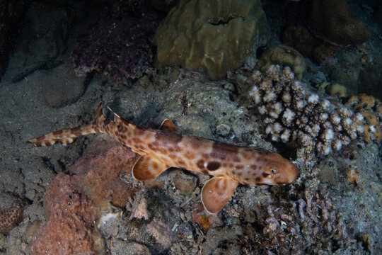 A Halmahera walking shark, Hemiscyllium halmahera, is found hunting on a shallow coral reef at night near Halmahera Island, Indonesia. This bottom-dwelling epaulette shark is an endemic species.