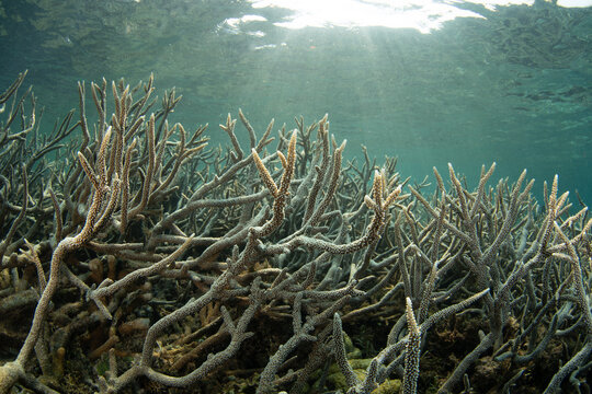 Fragile staghorn corals, Acropora sp., cover a shallow reef near Halmahera, Indonesia. This area harbors the greatest marine biodiversity on Earth and is a destination for diving and snorkeling.