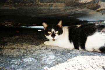 cat under the car © 柳呈 李