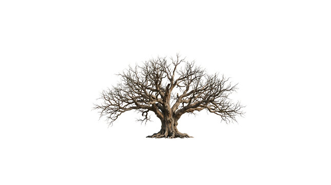 Old leafless tree isolated on transparent background