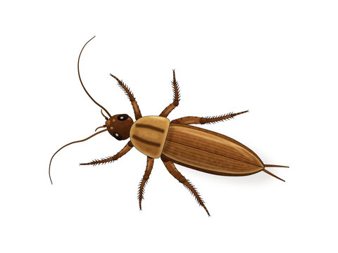 Realistic German cockroach illustration, top view, detailed insect pest with striped pronotum, long antennae, spiny legs and wings, isolated on white background