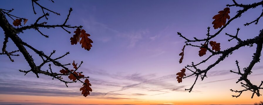 Oak tree branches with brown autumn leaves framing a vibrant purple and orange sunset sky in late autumn