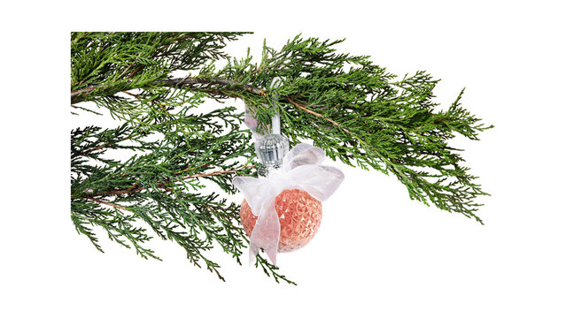 Decorative Pink Glitter Christmas Ornament Ball Hanging on a Lush Green Evergreen Tree Branch Isolated on White Background