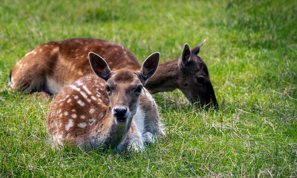Two Deer Resting in a Serene Natural Setting, in Brussels, Belgium