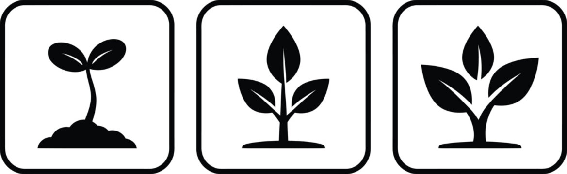 Growth stages of a plant seedling in square frames showing evolution from sprout to small shrub with cycle, environmentally friendly