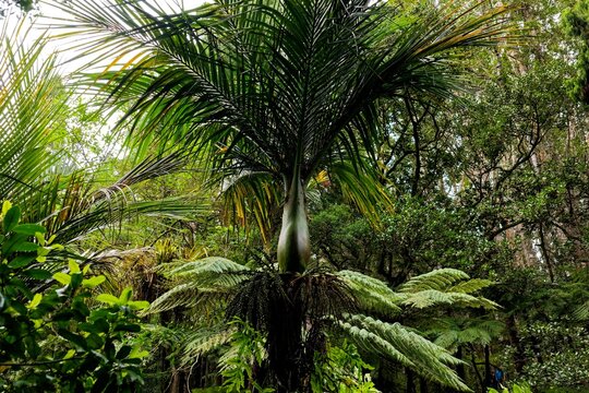 Native Nikau Palm in Lush New Zealand Rainforest