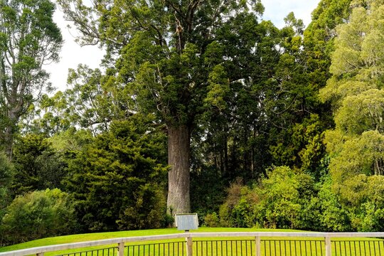 McKinney Kauri Tree at Parry Kauri Park, New Zealand