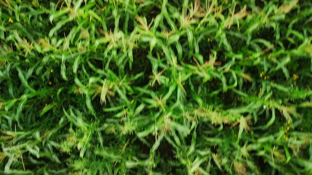 Vibrant green moss covers the ground in dense layers. Tiny yellow buds peek through the thick foliage. Natural texture highlights earthy, organic details. Perfect for nature, environmental