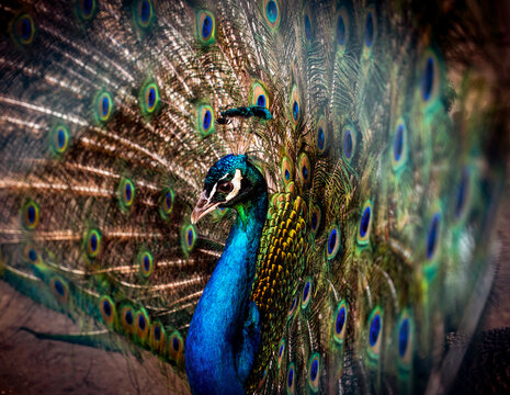 Majestic Peacock Displaying Colorful Feathers