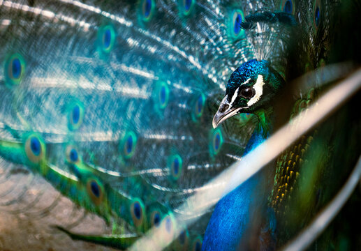 Majestic Peacock Displaying Vibrant Plumage