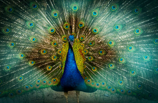 Majestic Peacock Displaying Vibrant Feathers