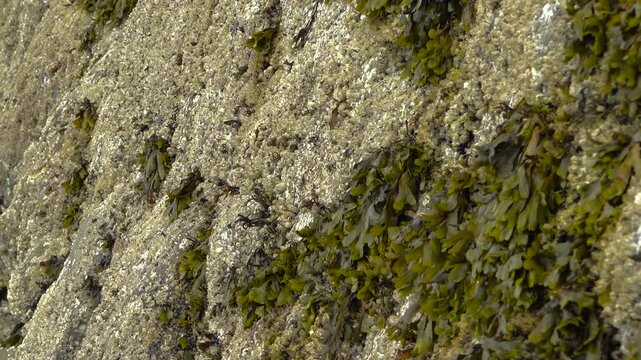 Extreme close-up of green rockweed seaweed and tiny barnacles covering a textured concrete sea wall along the Stanley Park seawall in Vancouver, British Columbia during the summer.