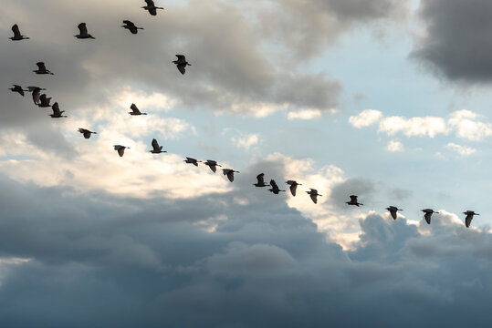aves volando, bandada de aves, aves silvestres, vuelo de aves, migraci&oacute;n de aves, naturaleza, vida silvestre, cielo nublado, nubes grises, cielo dram&aacute;tico, nubes iluminadas, luz natural, rayos de sol,